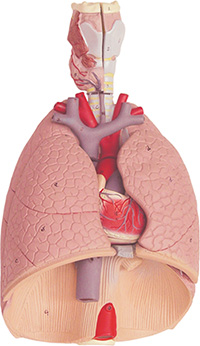 LUNG MODEL WITH LARYNX, 7-PARTS
