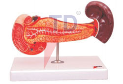 pancreas, duodenum and spleen
