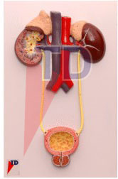 urinary organs