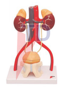 urinary system male
