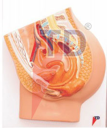 median section femal pelvis