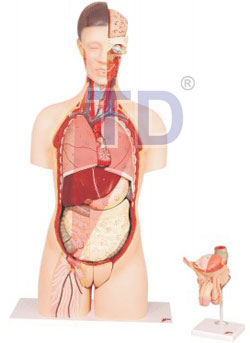 human toroso with interchangeable organs