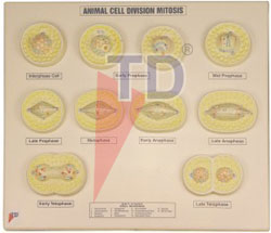 animal cell division mitosis