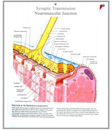 median section femal pelvis